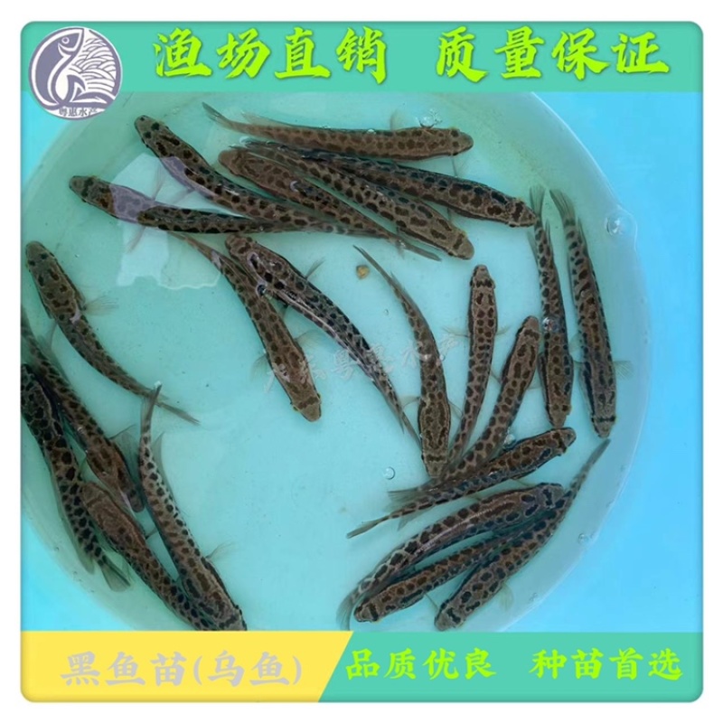 鱼苗优质黑鱼苗淡水生鱼苗活体乌鱼苗发财鱼苗