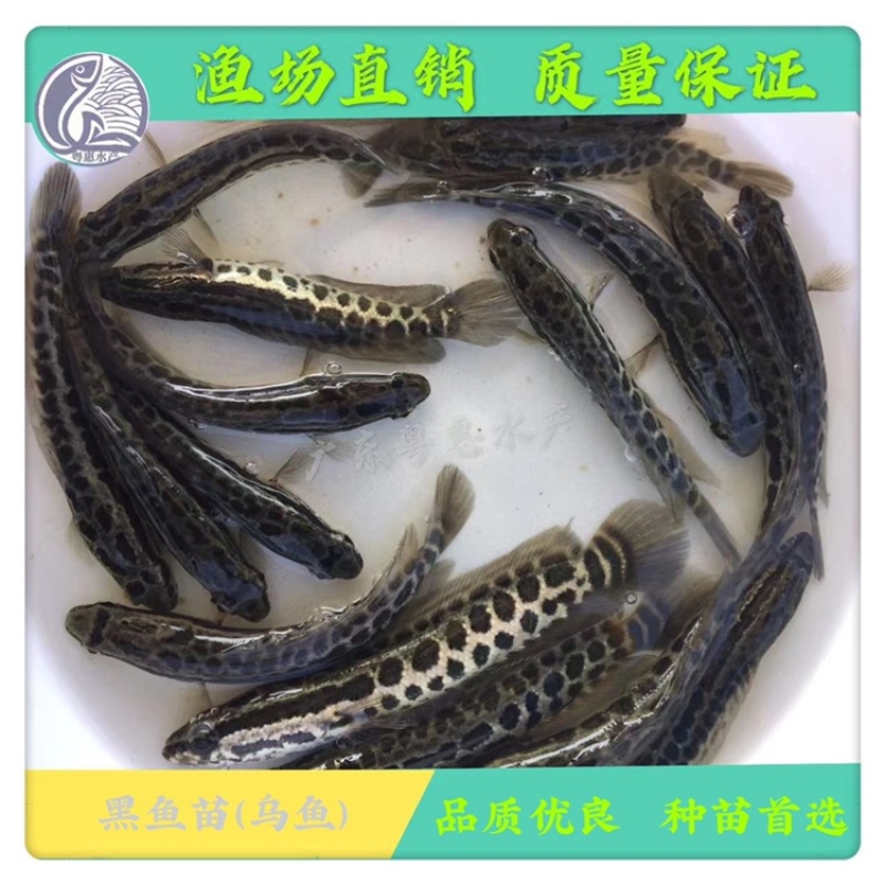 鱼苗优质黑鱼苗淡水生鱼苗活体乌鱼苗发财鱼苗