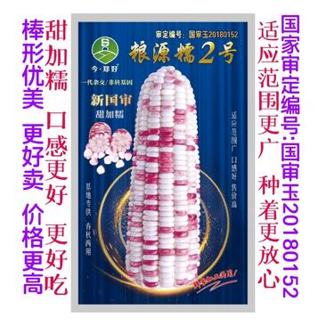 【推荐]200克甜糯玉米种子好吃彩色甜加糯932大户专供