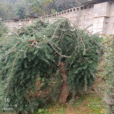 衰衣龙树