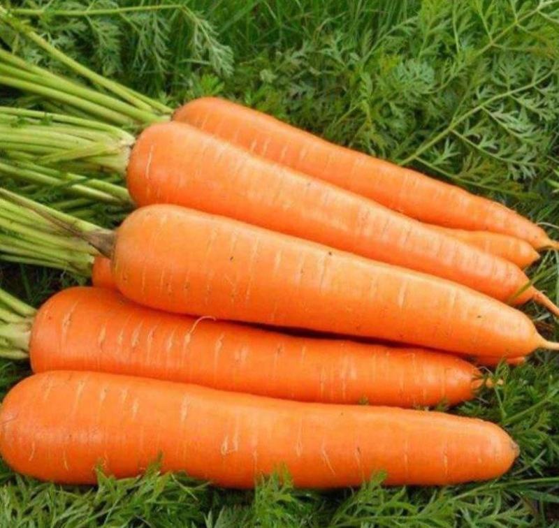 高产八寸红胡萝卜种子当年新种四季菜园盆栽大田种植蔬菜籽