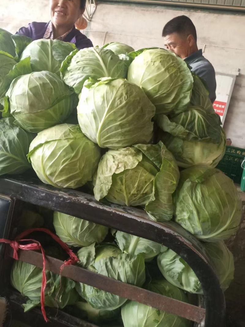 扁包菜甘蓝基地货产地直销欢迎电话联系一手货源视频看货