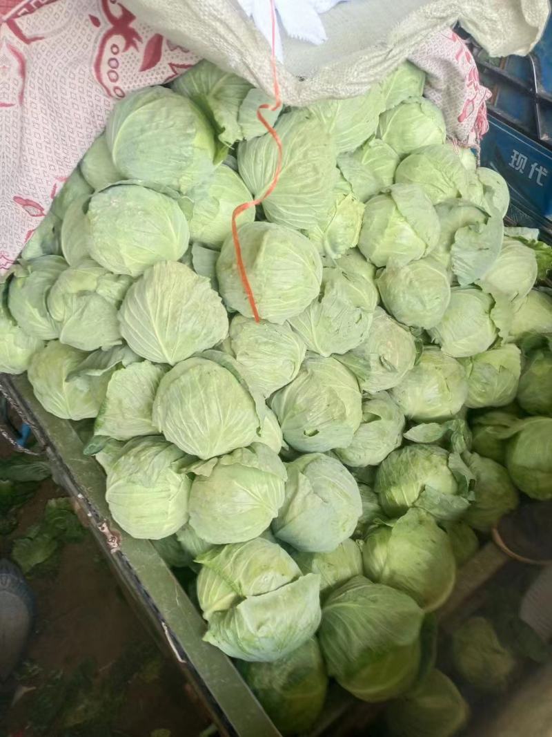 扁包菜甘蓝基地货产地直销欢迎电话联系一手货源视频看货