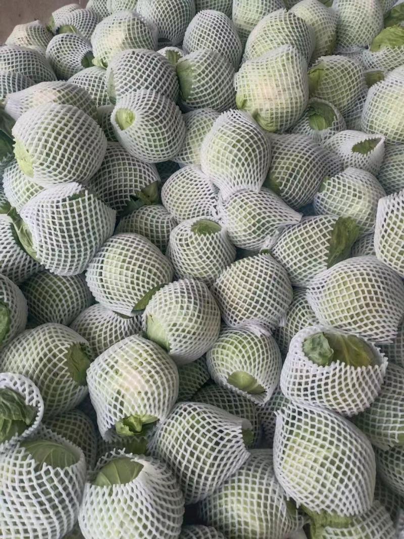 扁包菜甘蓝基地货产地直销欢迎电话联系一手货源视频看货