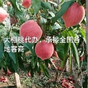 代办大棚油桃，毛桃甜瓜