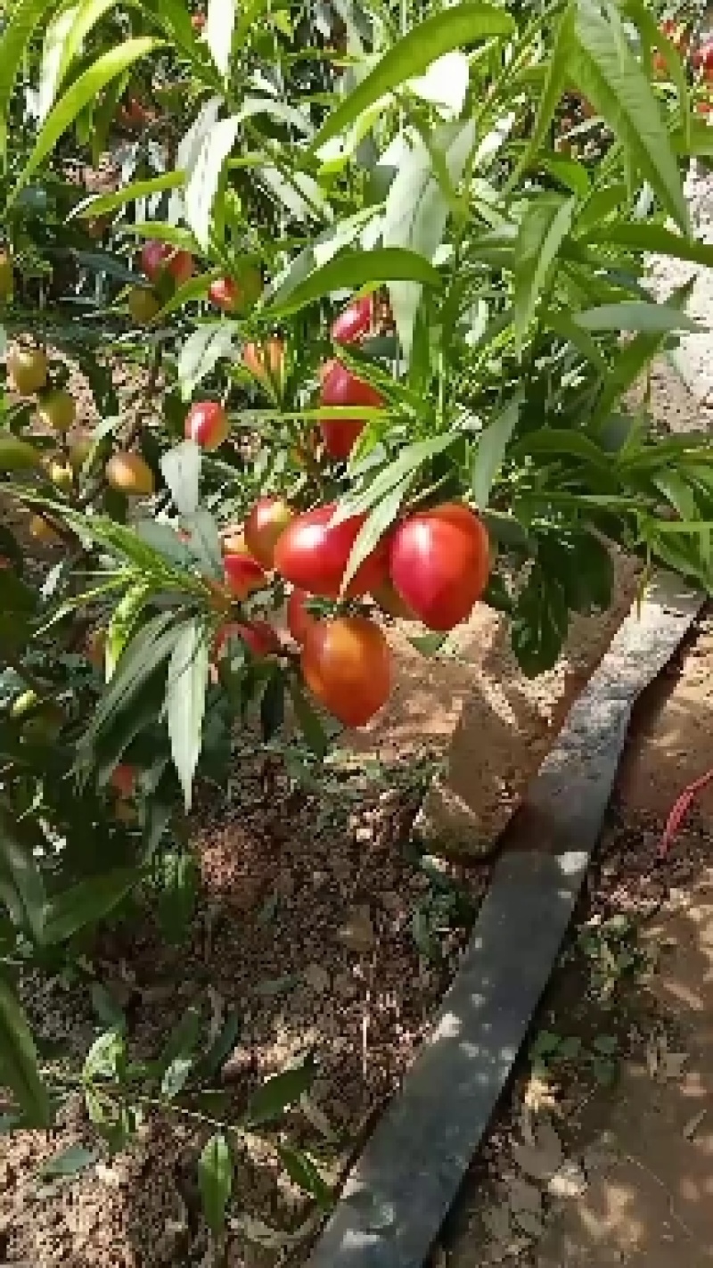 代办大棚油桃，毛桃甜瓜