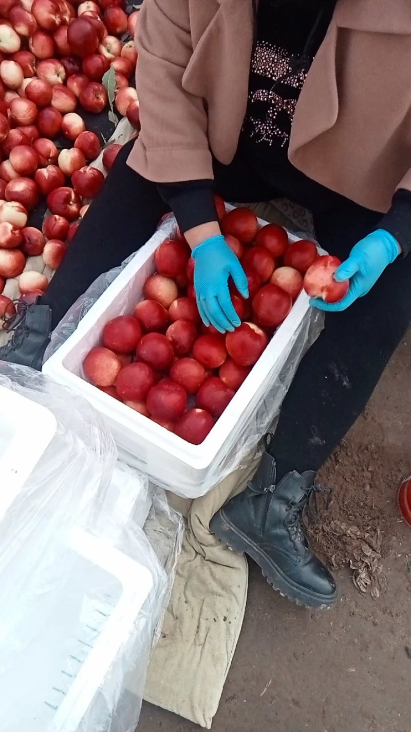 代办大棚油桃，毛桃甜瓜