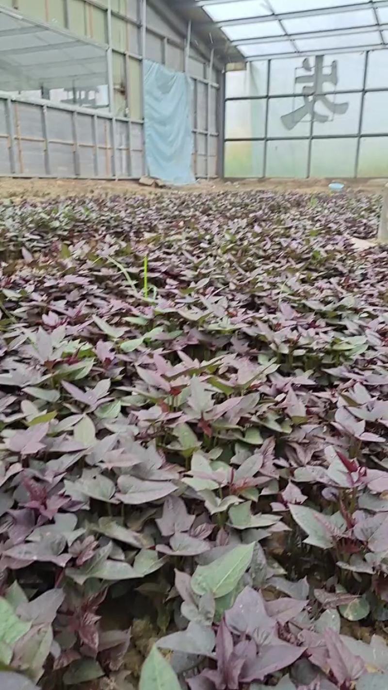 玛莎莉红薯苗，哈密红薯苗，澳洲紫白红薯苗，冰淇淋红薯苗