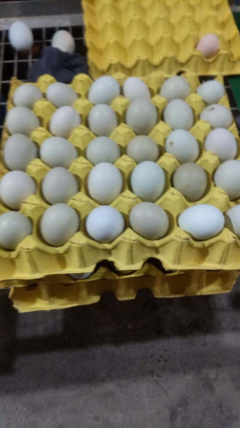 粉壳土鸡蛋绿壳鸡蛋