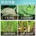 爱苗先正达杀菌剂苯甲丙环唑锈病叶斑病纹枯病农药杀菌剂