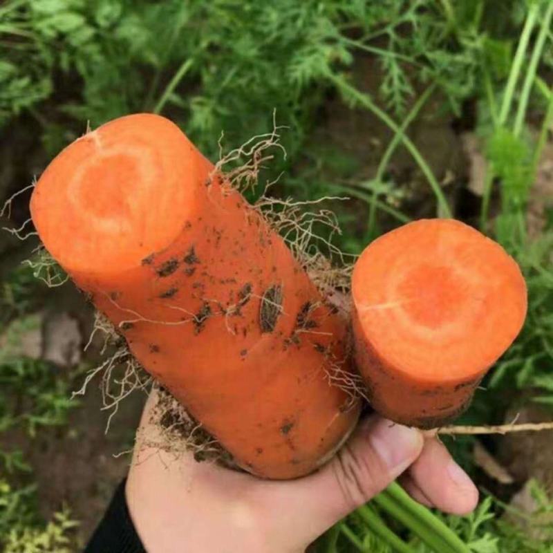 大禹牌红参八寸红胡萝卜种子特色甜脆胡萝卜种籽耐热夏秋播