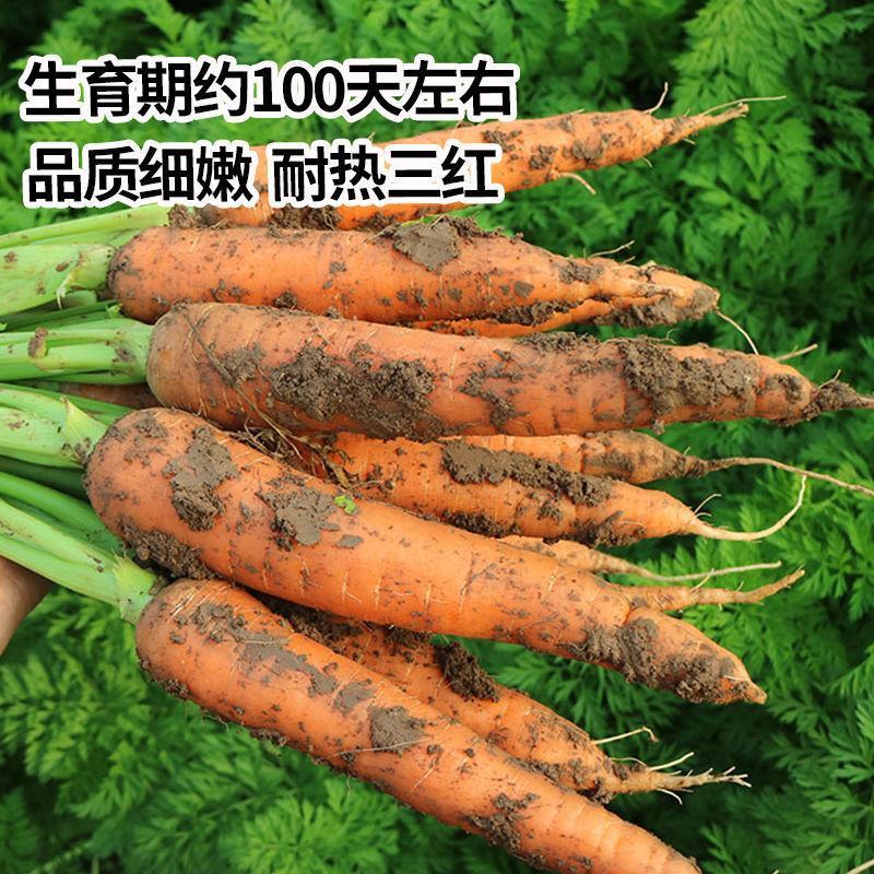 大禹牌红参八寸红胡萝卜种子特色甜脆胡萝卜种籽耐热夏秋播