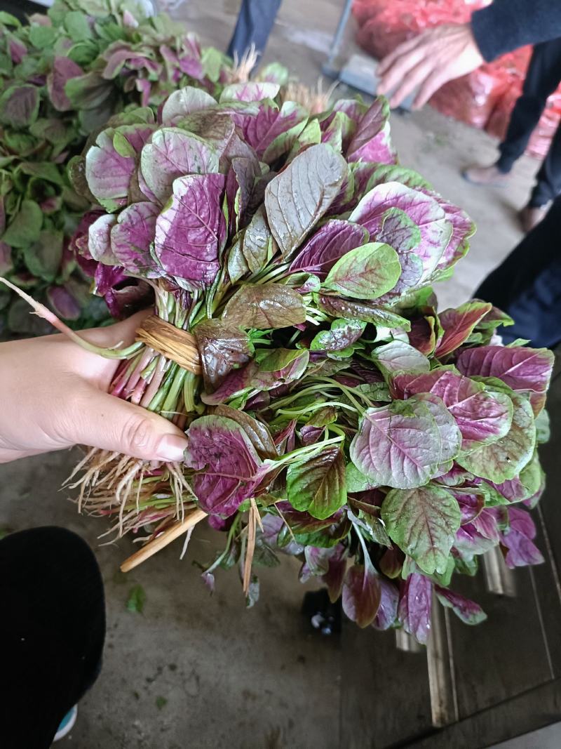红苋菜