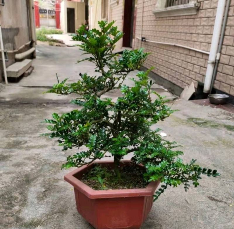 正宗清香胡椒木盆栽防驱蚊草植物好养室内花卉绿植福建茶树苗
