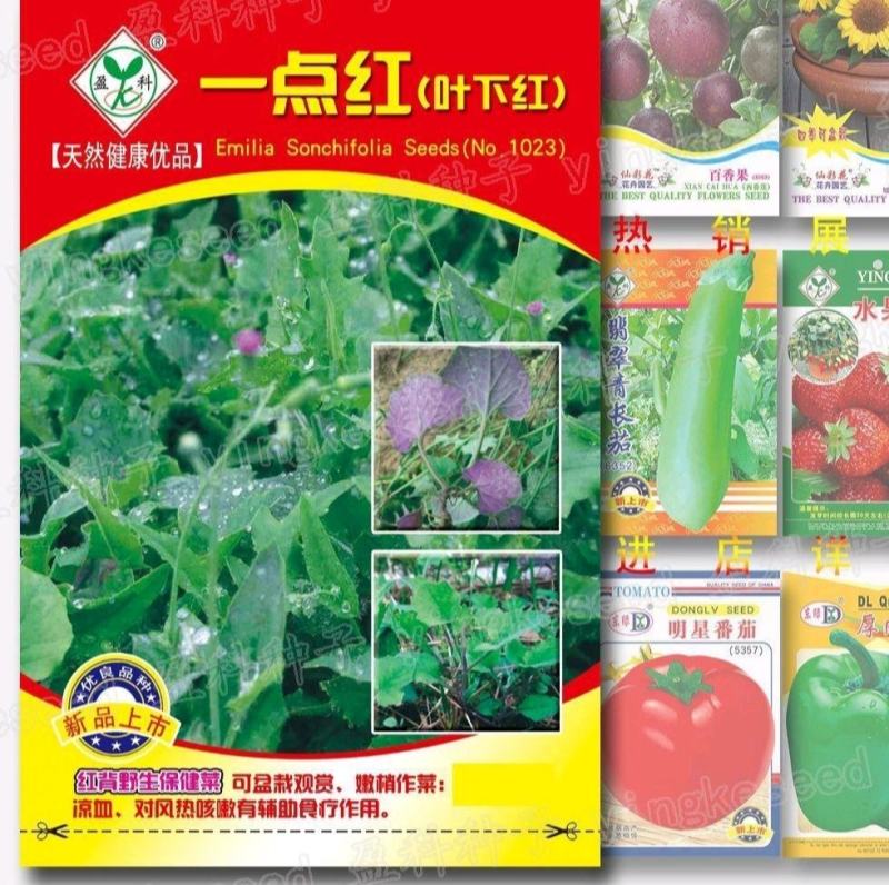 一点红种子叶下红背野生保健菜种籽红叶红花羊蹄草红背果石