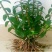 可食用铁皮石斛苗盆栽花卉绿植室内送种植材料吊兰三年苗5月
