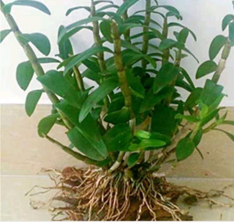 可食用铁皮石斛苗盆栽花卉绿植室内送种植材料吊兰三年苗5月