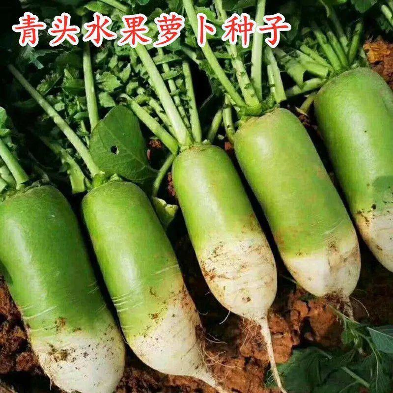 中禧牌农禧100萝卜种子蔬菜种子四季播种易成活营养丰富