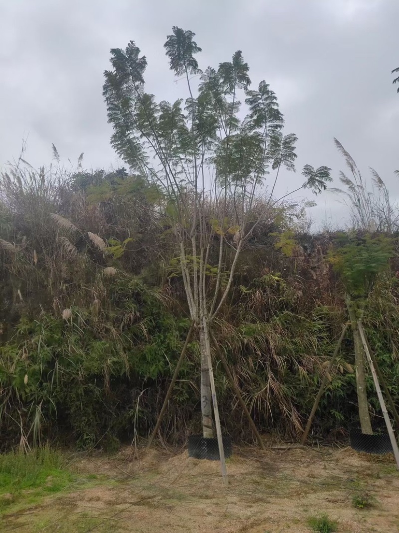 蓝花楹20公分8分货蓝花楹种植基地苗农低价直销