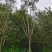 福建特价蓝花楹240元上车价漳州蓝花楹种植基地批发