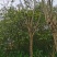 福建特价蓝花楹240元上车价漳州蓝花楹种植基地批发