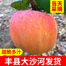 丰县大沙河红富士苹果随时有货需要