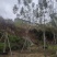 20公分蓝花楹漳州蓝花楹种植基地批发价格重庆蓝花楹