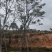 蓝花楹普通货胸径18公分基地现货低价批发