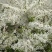 直供雪柳小苗雪柳鲜切枝条耐寒绿化播种小苗一手货源