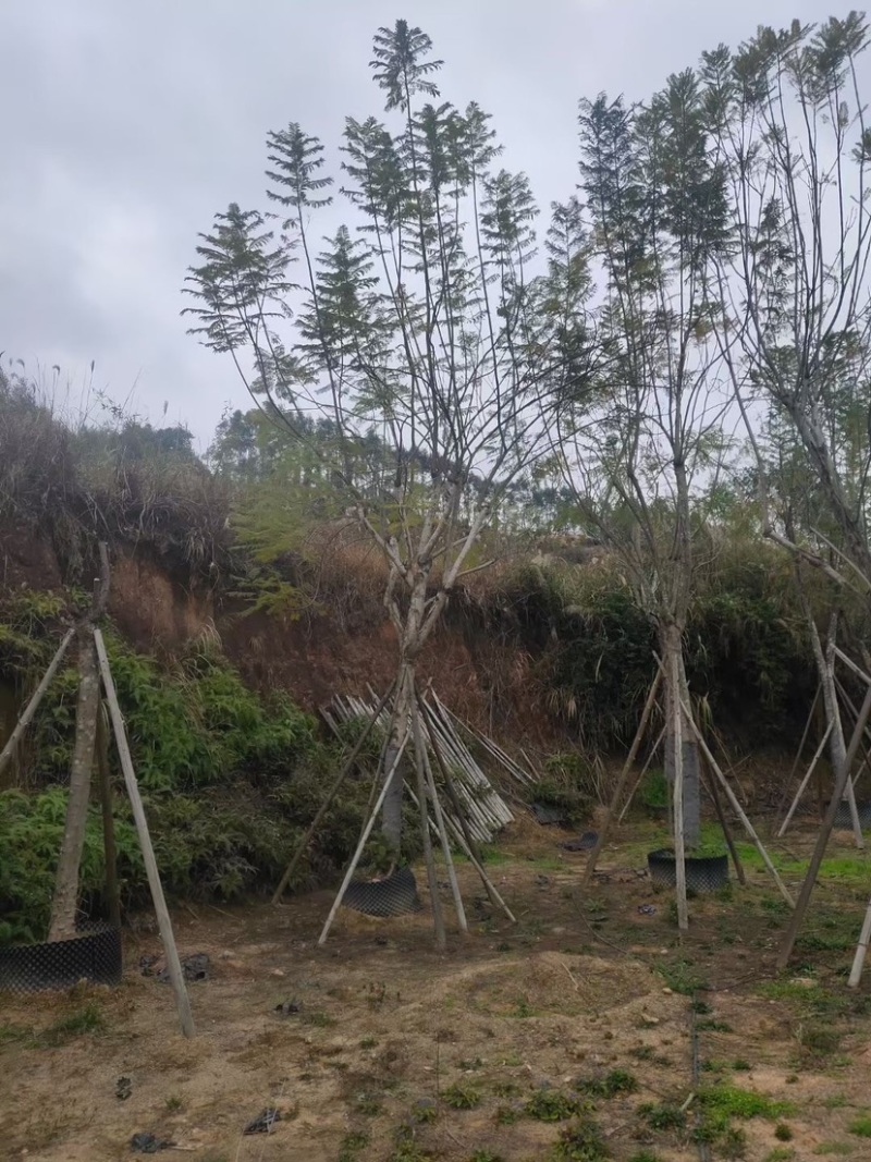 福建15公分蓝花楹基地批发漳州蓝花楹绿化树兰花楹栽培