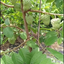 供应台湾凤梨释迦果苗，苗木粗壮，果大肉甜，市场前景好！