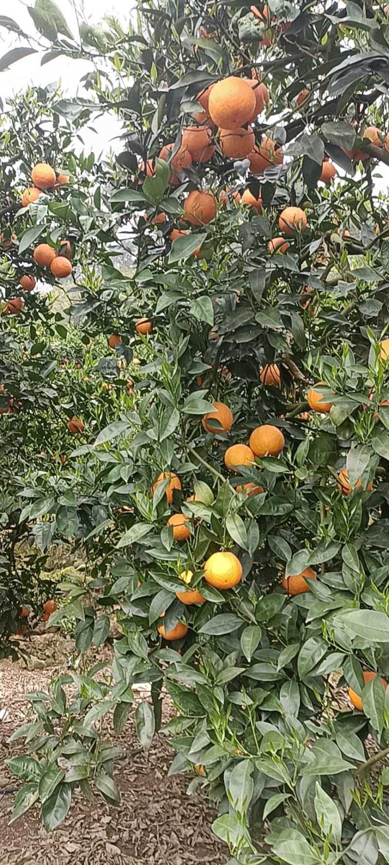 橙子72-1脐橙