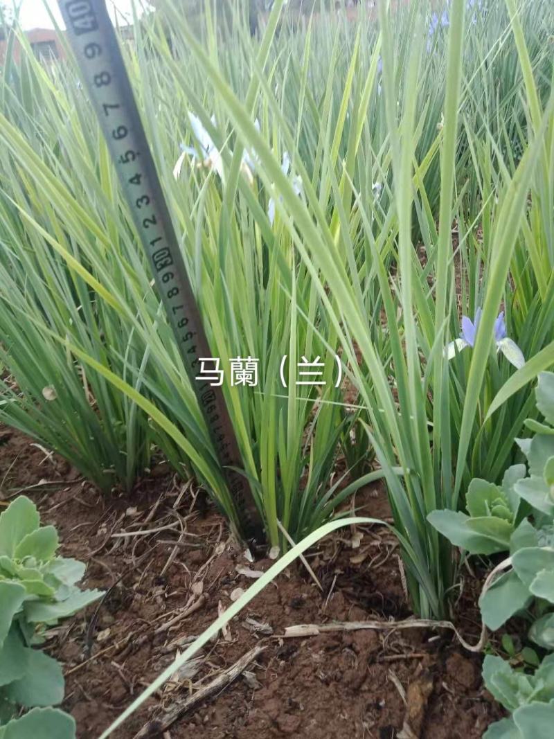 马兰，甘肃定西临洮县工地绿化抗寒抗旱能力强的马兰