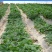 农用塑料薄膜白地膜育苗保温保湿蔬菜透明膜保护建筑公路大棚