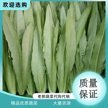 精品油麦，大量有货，产地直发，一手货源，长期合作