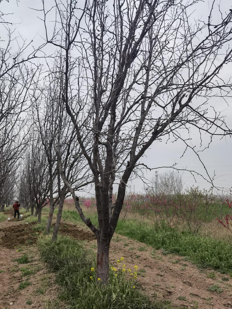 【推荐】龙枣冬枣树3-20公分以上土球全冠品种齐全