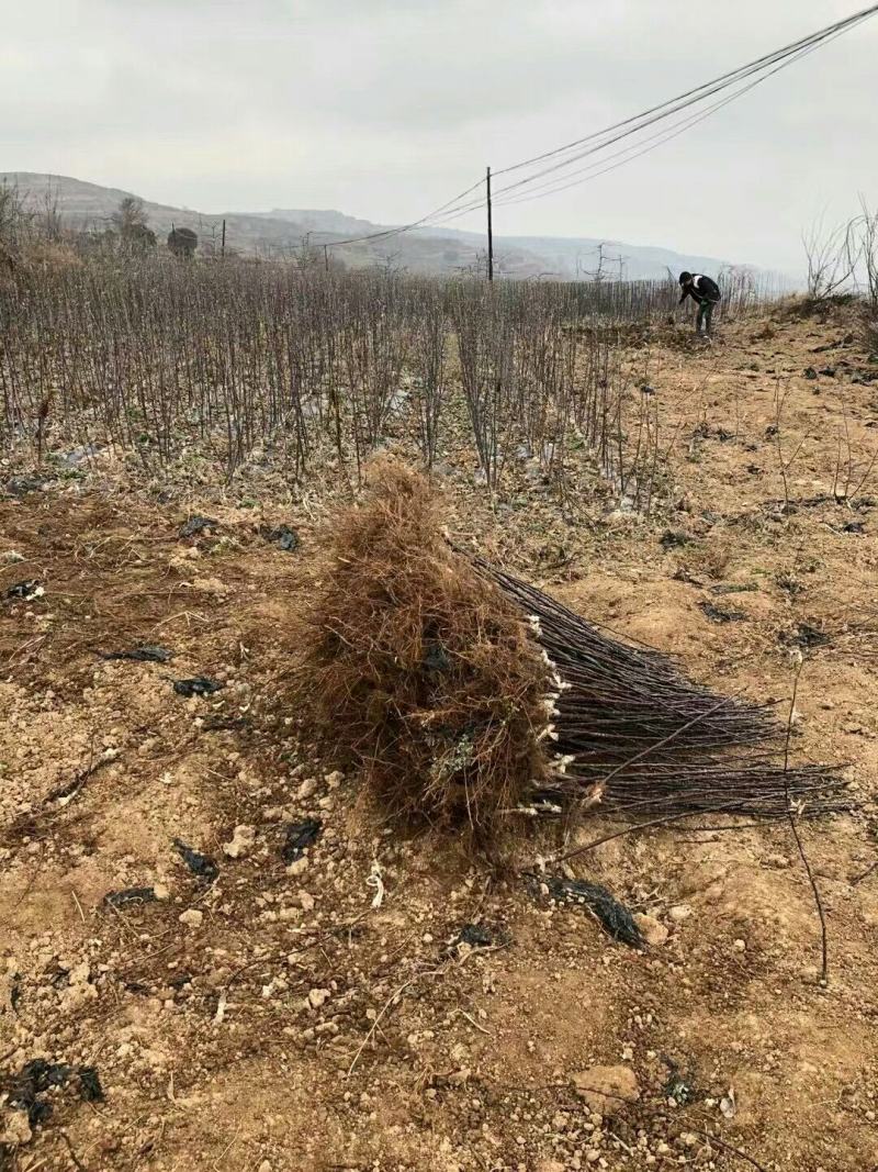 甘肃天水优质富士苹果树苗，品种多，品质好