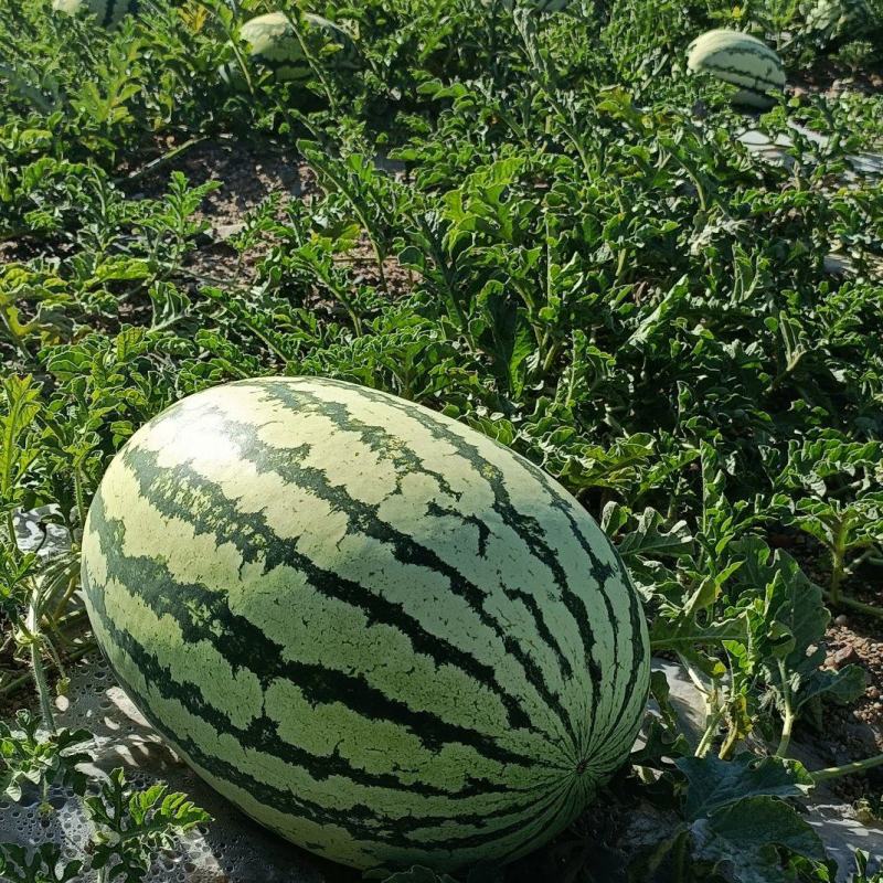 【精选西瓜】甘肃硒砂瓜〔头茬瓜〕皮色好个头大包熟包甜