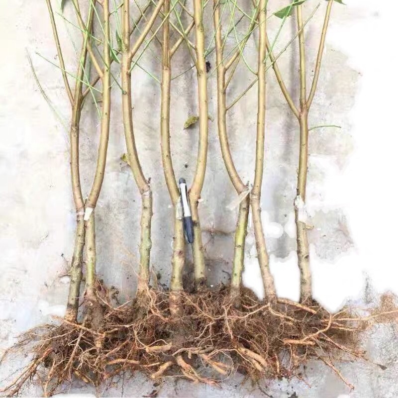 【火爆】桃树果苗嫁接果树苗盆栽地栽早熟特大水蜜桃南方北方