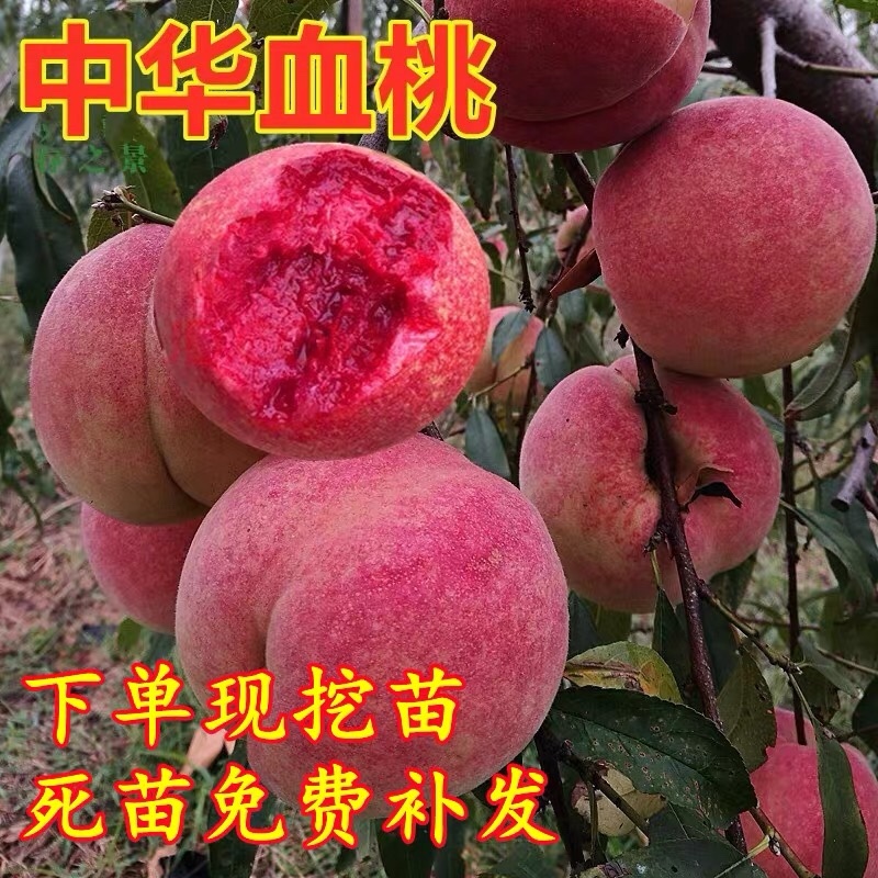 【火爆】桃树果苗嫁接果树苗盆栽地栽早熟特大水蜜桃南方北方