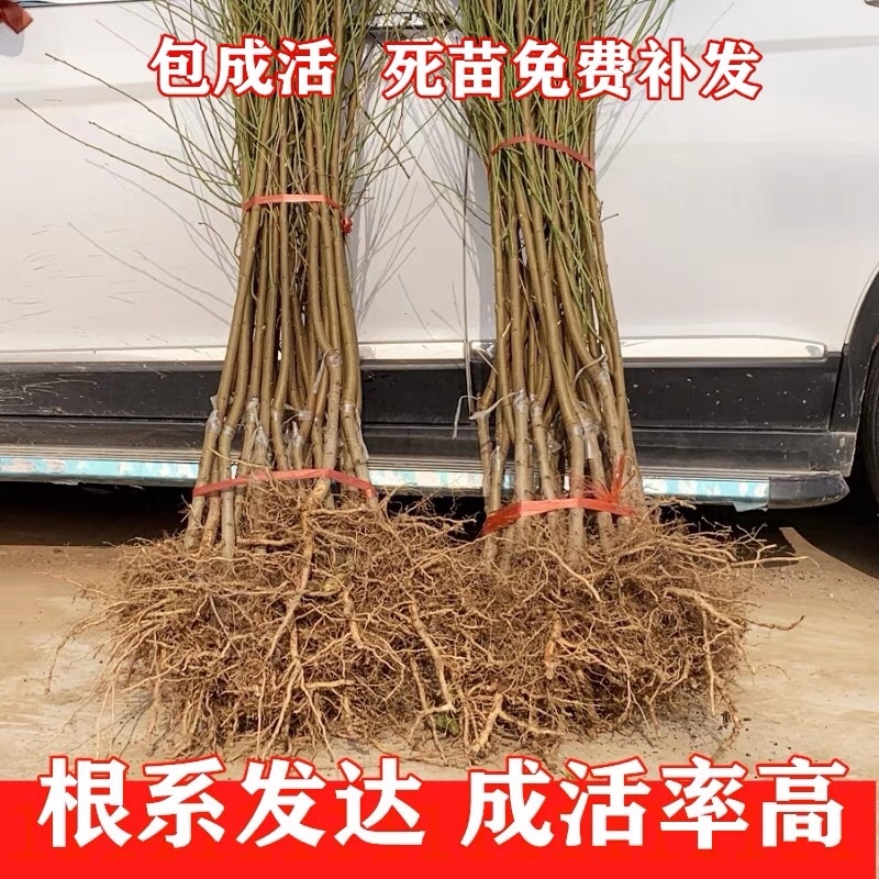 【火爆】桃树果苗嫁接果树苗盆栽地栽早熟特大水蜜桃南方北方
