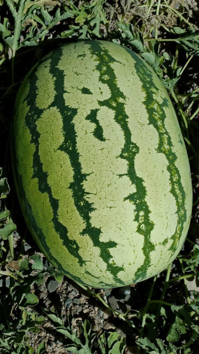 【精选西瓜】甘肃硒砂瓜〔头茬瓜〕皮色好个头大包熟包甜