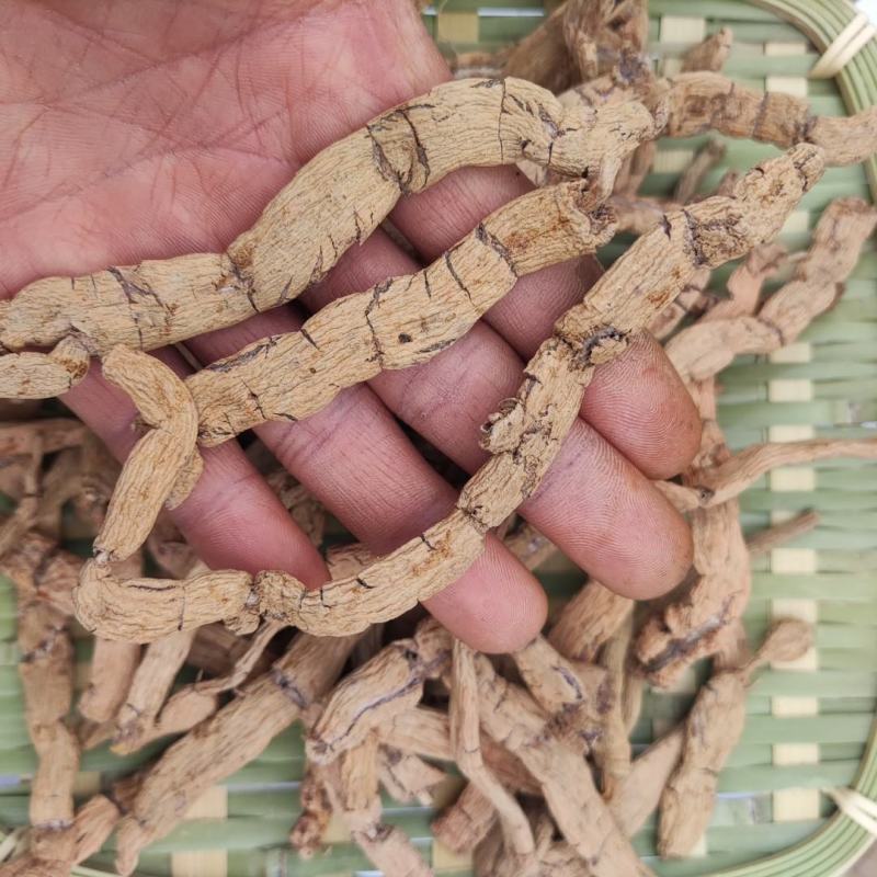 带芯干货扁巴戟天三级压扁巴戟天全程太阳晒干