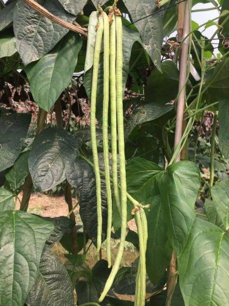 农望新杂9号豇豆种子高产长豆角种籽青条豇豆籽春秋大棚蔬
