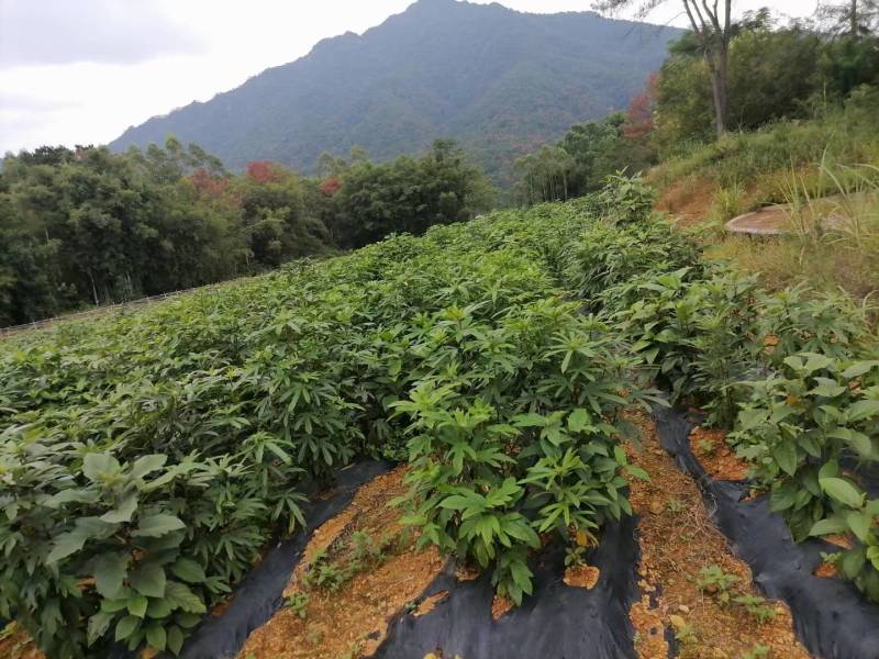 有机肥种植3-5年五指毛桃