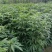 有机肥种植3-5年五指毛桃