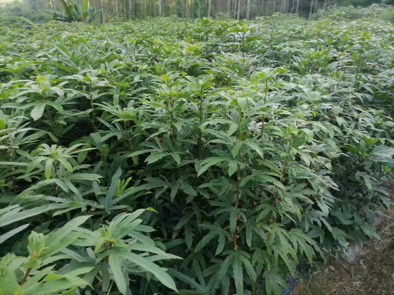 有机肥种植3-5年五指毛桃