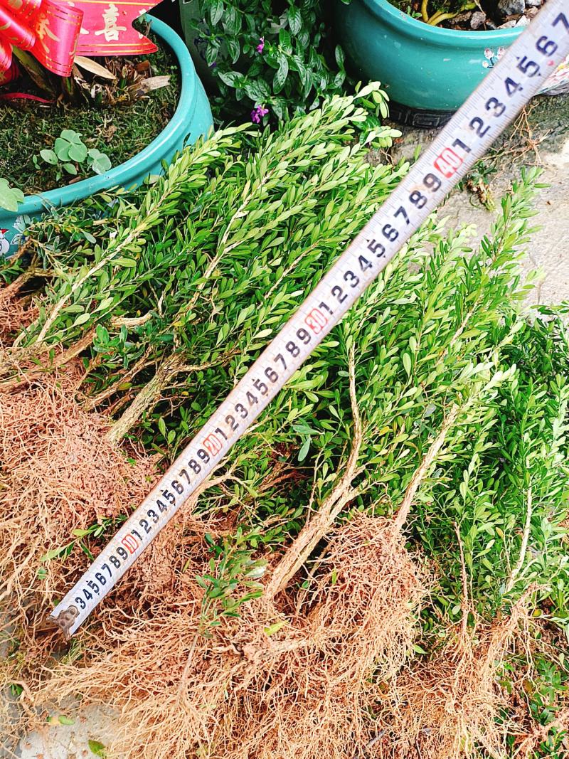 广东雀舌皱皮黄杨软枝黄杨，小苗素材，高度35左右