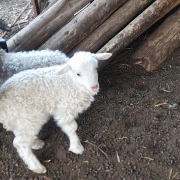 精品藏羊出售自己家的草膘羊，味道鲜美