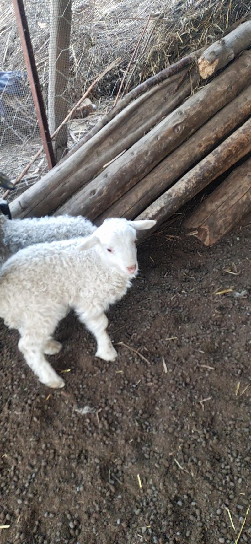 精品藏羊出售自己家的草膘羊，味道鲜美